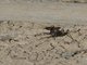 Bicolor Group Sahara Ant (Cataglyphis sp)