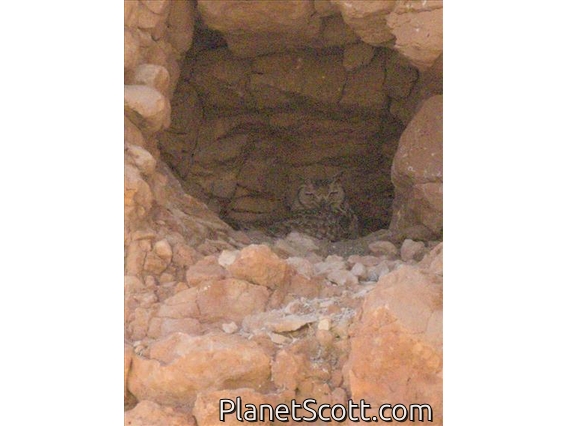 Pharaoh Eagle-Owl (Bubo ascalaphus)