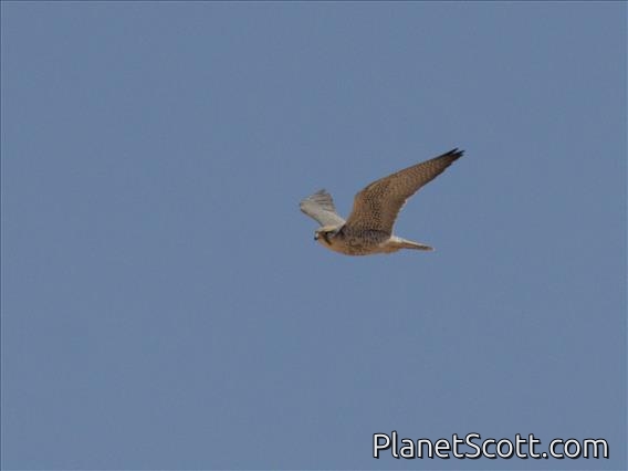 Lanner Falcon (Falco biarmicus)