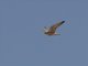 Lanner Falcon (Falco biarmicus)