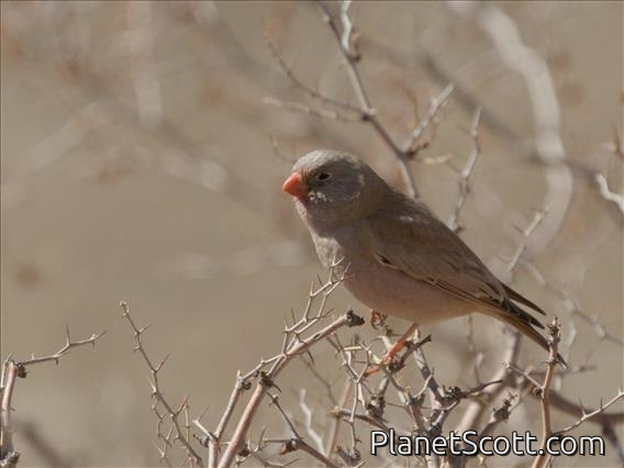 Trumpeter Finch (Bucanetes githagineus)