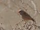Trumpeter Finch (Bucanetes githagineus)