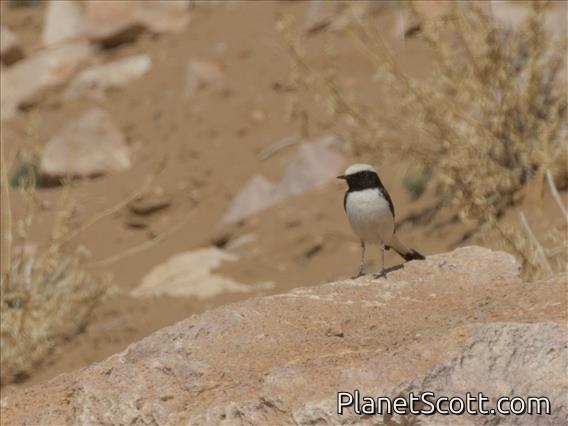 Mourning Wheatear (Oenanthe lugens)