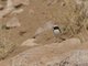 Mourning Wheatear (Oenanthe lugens)