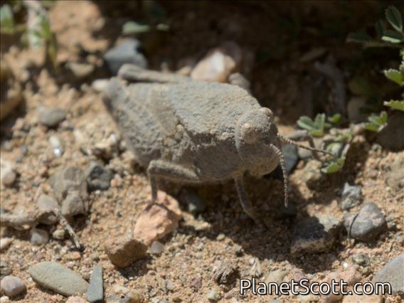 Toadhopper (Batrachotetrix sp)