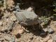 Toadhopper (Batrachotetrix sp)