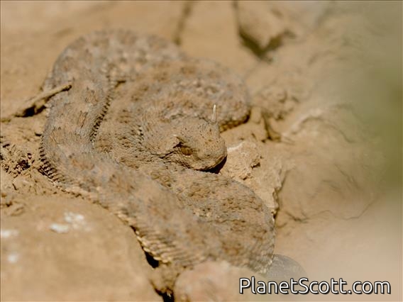 Desert Horned Viper (Cerastes cerastes)