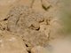 Desert Horned Viper (Cerastes cerastes)