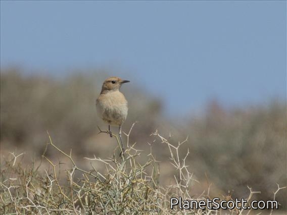 Red-rumped Wheatear (Oenanthe moesta) - Female