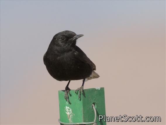 White-crowned Wheatear (Oenanthe leucopyga)