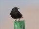 White-crowned Wheatear (Oenanthe leucopyga)