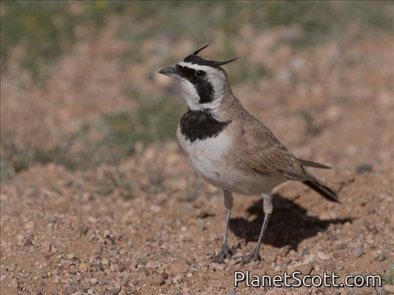 Temminck's Lark (Eremophila bilopha)
