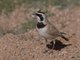 Temminck's Lark (Eremophila bilopha)