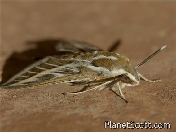 Striped Hawkmoth (Hyles livornica)
