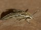 Striped Hawkmoth (Hyles livornica)