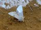 The Bordered Straw (Heliothis peltigera)