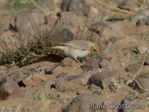 Red-rumped Wheatear (Oenanthe moesta) - Female