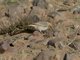 Red-rumped Wheatear (Oenanthe moesta) - Female