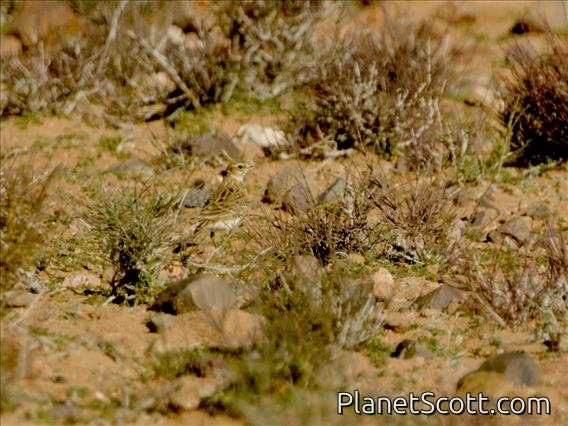 Greater Short-toed Lark (Calandrella brachydactyla)