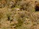 Greater Short-toed Lark (Calandrella brachydactyla)