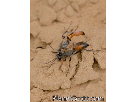 Thread-waisted Wasp (Sphecidae sp)