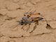 Thread-waisted Wasp (Sphecidae sp)