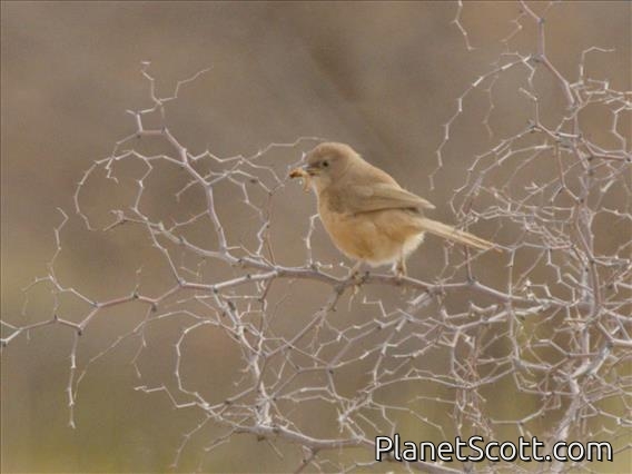 Fulvous Chatterer (Argya fulva)