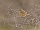 Fulvous Chatterer (Argya fulva)