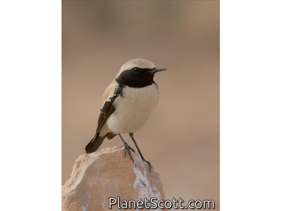 Desert Wheatear (Oenanthe deserti)