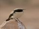 Desert Wheatear (Oenanthe deserti)
