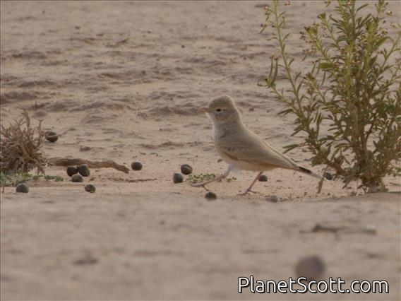 Bar-tailed Lark (Ammomanes cinctura)