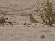 Bar-tailed Lark (Ammomanes cinctura)