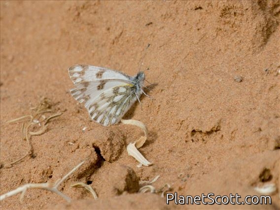 Desert White (Pontia glauconome)