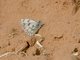 Desert White (Pontia glauconome)