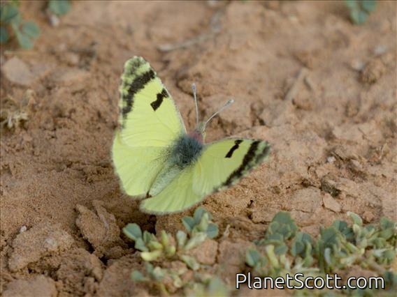 Greenish Black-Tip (Elphinstonia charlonia)