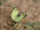 Greenish Black-Tip (Elphinstonia charlonia)