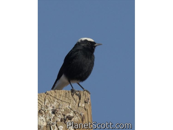 White-crowned Wheatear (Oenanthe leucopyga)