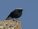 White-crowned Wheatear (Oenanthe leucopyga)
