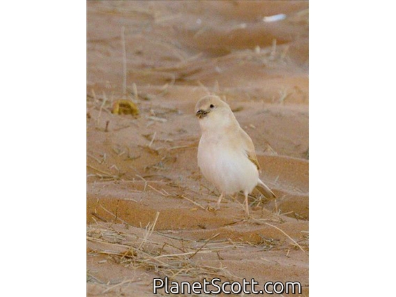 Desert Sparrow (Passer simplex) - Female