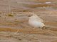 Desert Sparrow (Passer simplex) - Female