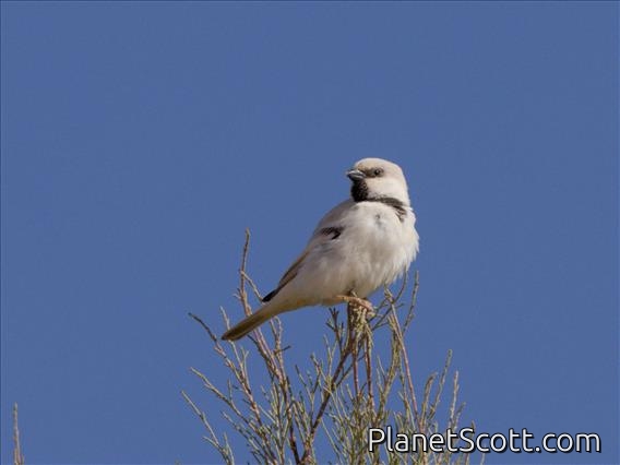 Desert Sparrow (Passer simplex) - Male