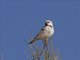 Desert Sparrow (Passer simplex) - Male