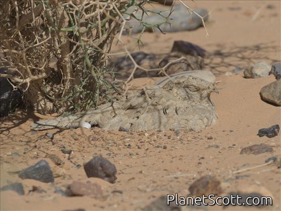 Egyptian Nightjar (Caprimulgus aegyptius)