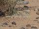 Egyptian Nightjar (Caprimulgus aegyptius)