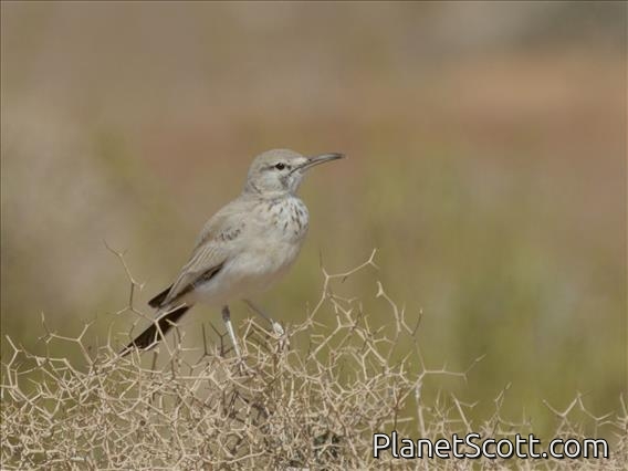 Greater Hoopoe-Lark (Alaemon alaudipes)