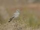 Greater Hoopoe-Lark (Alaemon alaudipes)