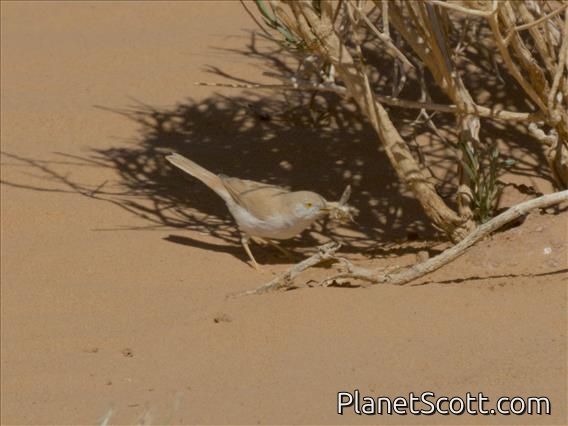 African Desert Warbler (Curruca deserti)