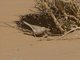 African Desert Warbler (Curruca deserti)