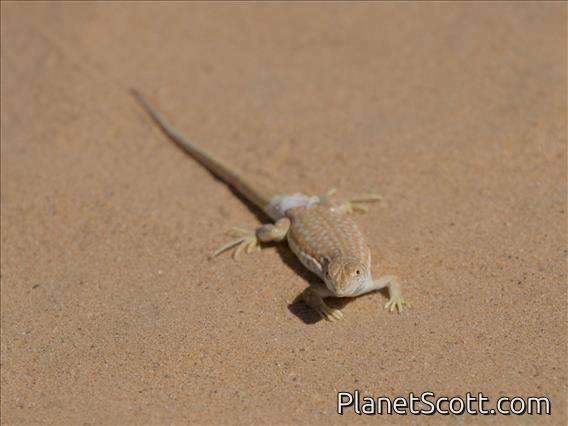 Dumeril's Fringe-fingered Lizard (Acanthodactylus dumerilii)