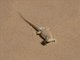 Dumeril's Fringe-fingered Lizard (Acanthodactylus dumerilii)